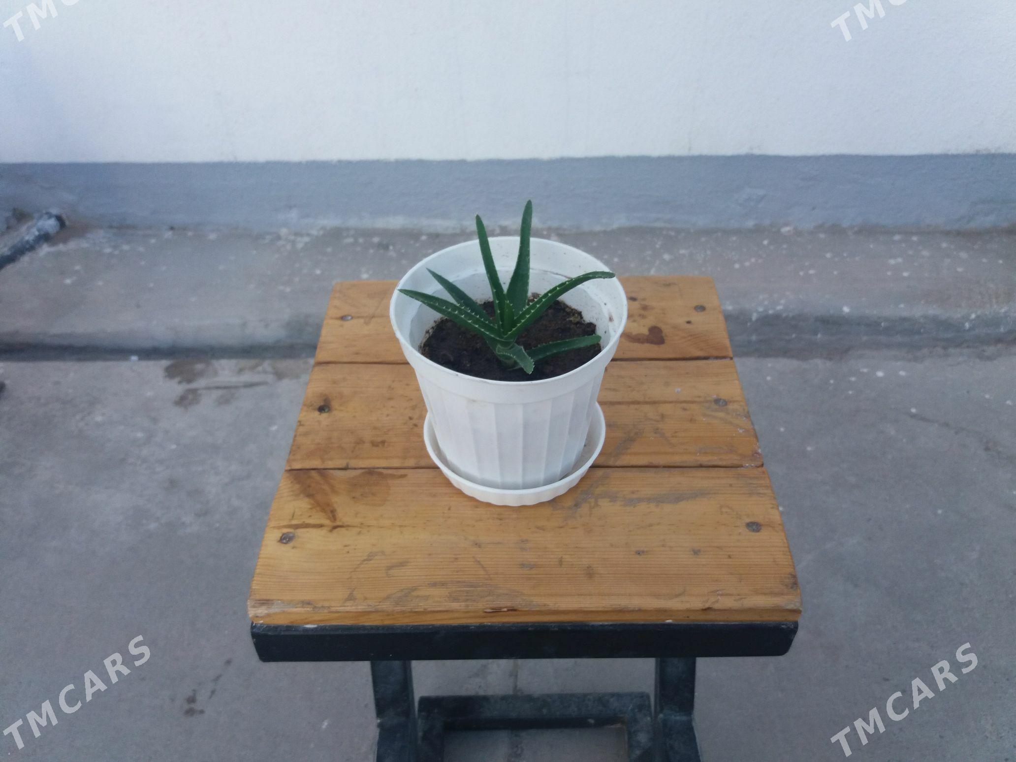 Gul Aloe - Aşgabat - img 2
