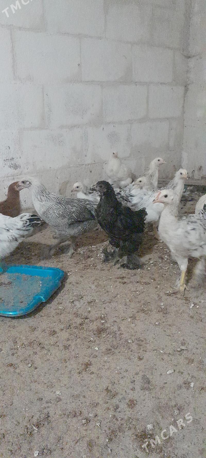 Balgar tovuk jujesi - Bagyr - img 2