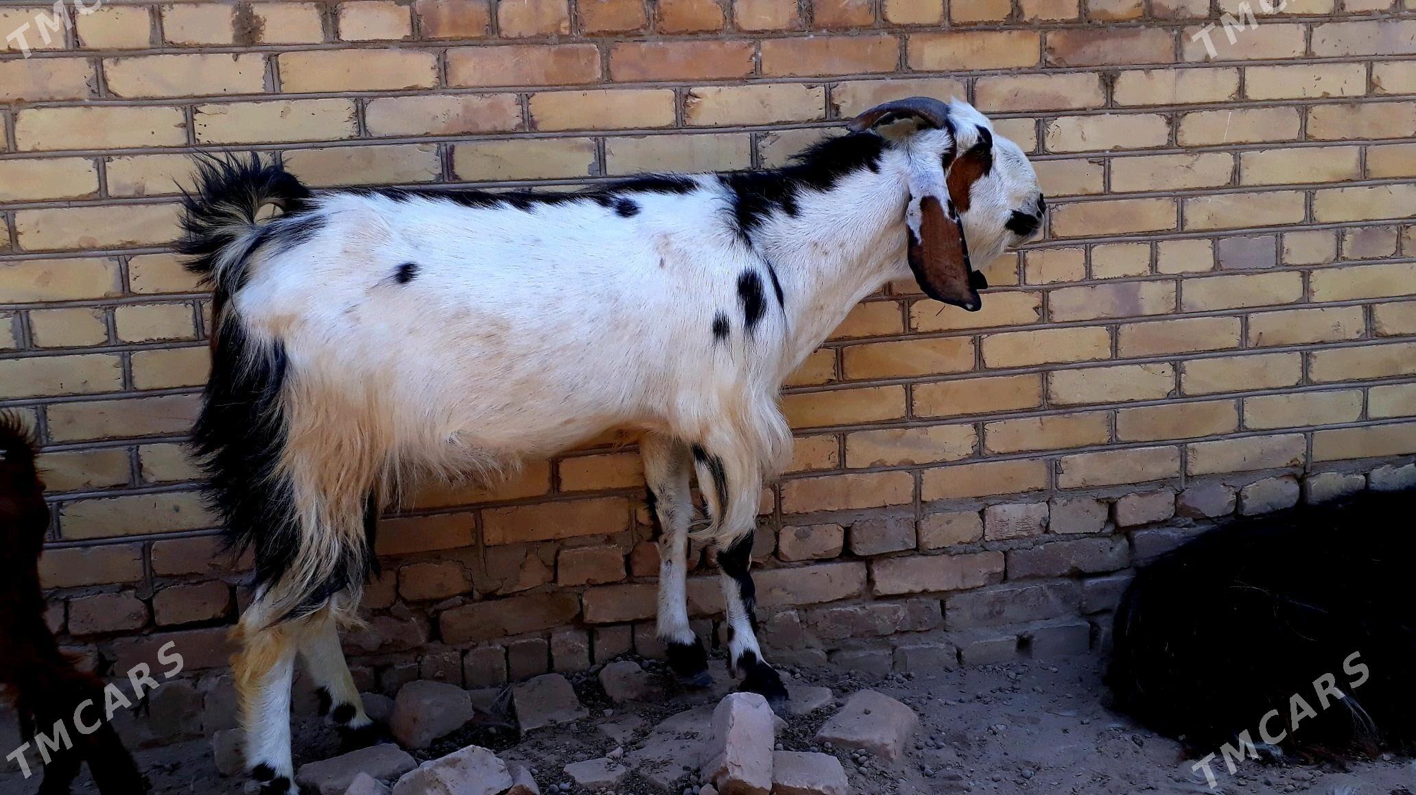 Pakistan  teke - Дянев - img 2