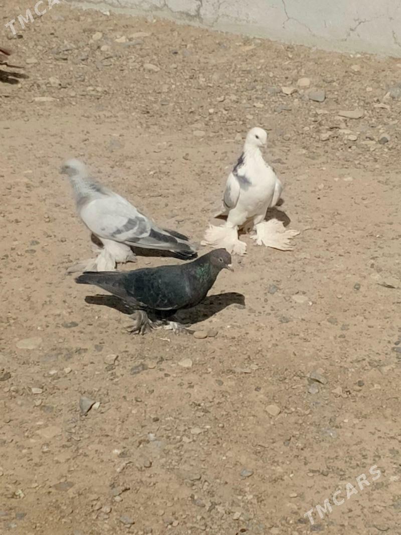 kepderi - Гызыларбат - img 2