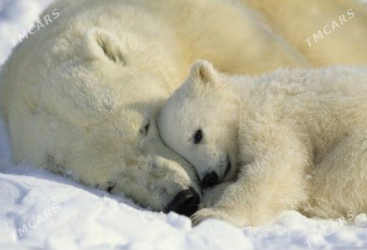 Фотообои - Мары - img 10