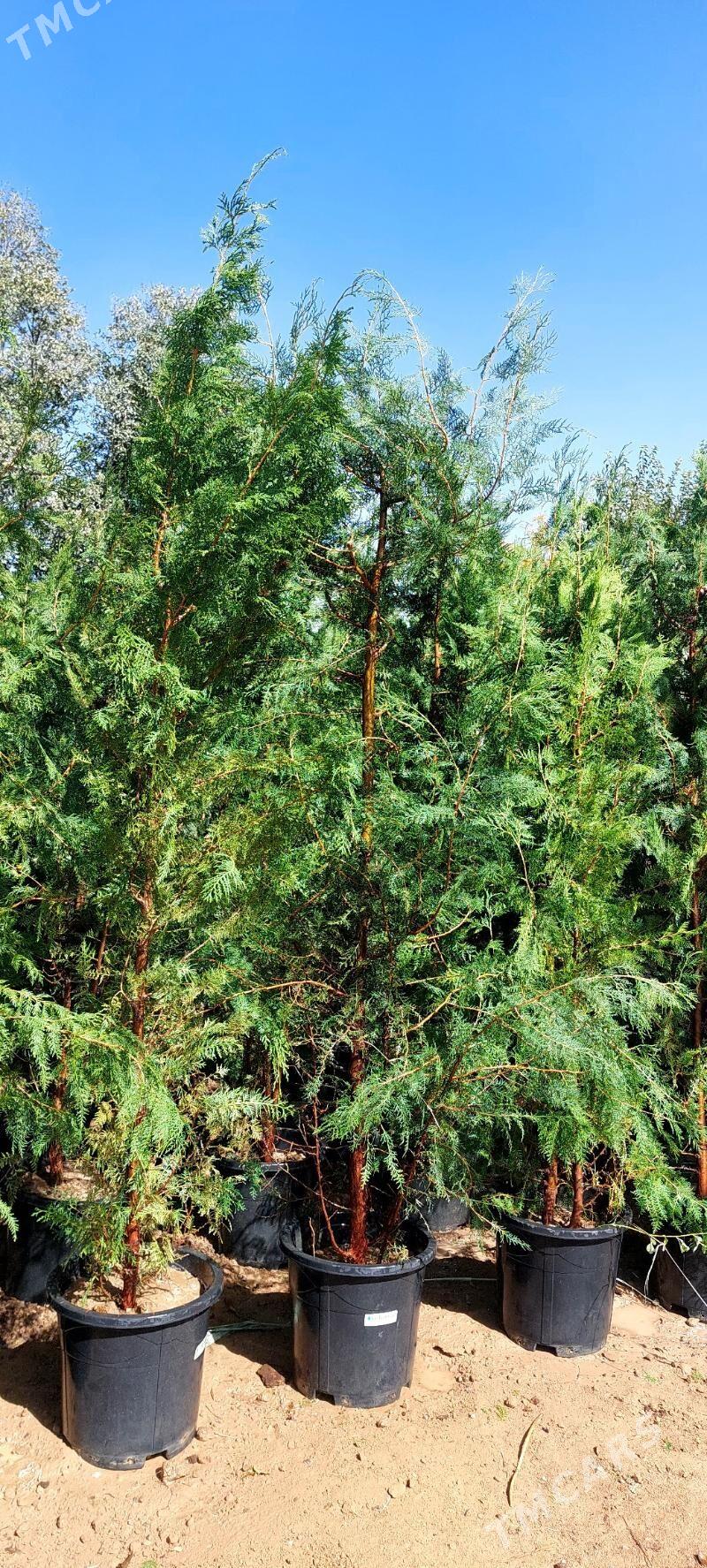 Tuya - Бекреве - img 2