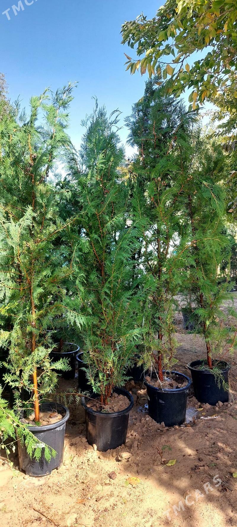 Tuya - Бекреве - img 1