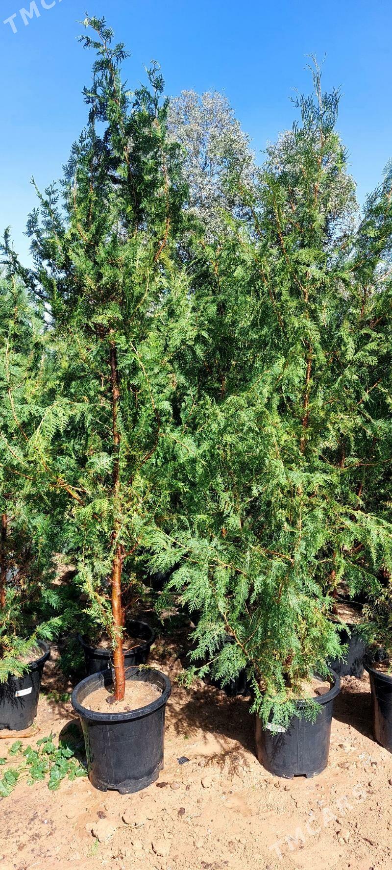 Tuya - Бекреве - img 3