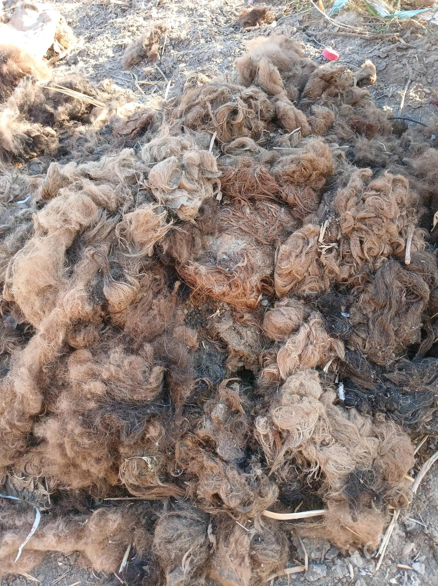 duyeñ yuñi - Daşoguz - img 1