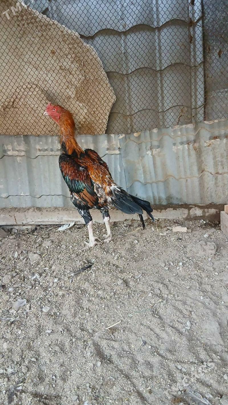 хораз - Çärjew - img 3