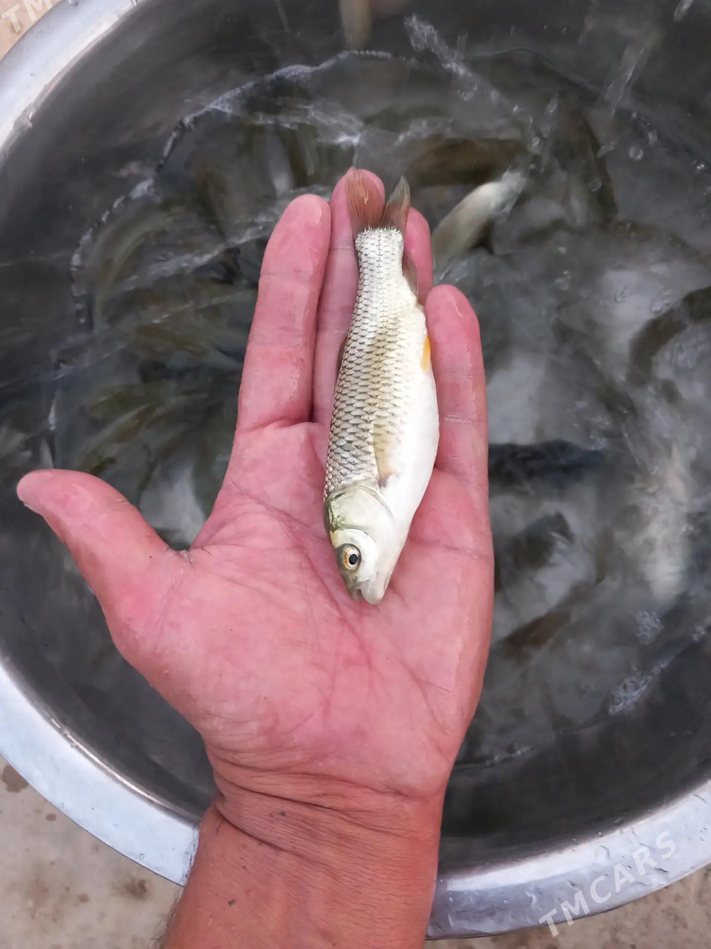 balyk malýok - Gökdepe - img 9