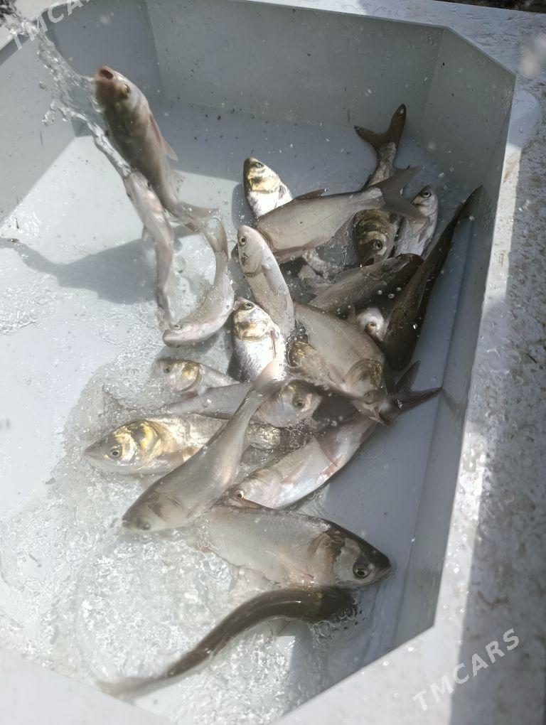 balyk malýok - Gökdepe - img 4