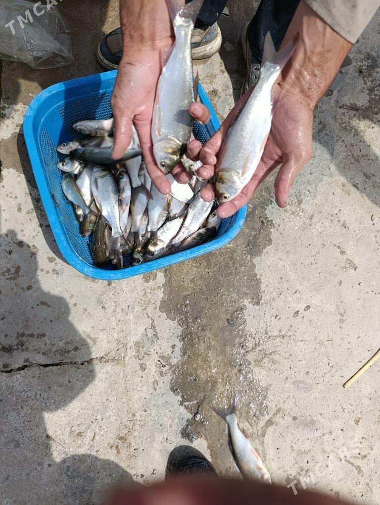 balyk malýok - Gökdepe - img 3