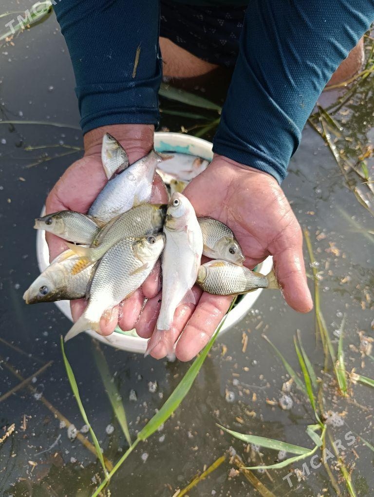 balyk malýok - Gökdepe - img 7