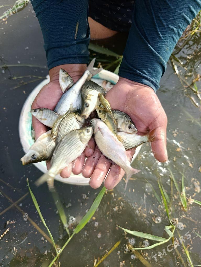 balyk malýok - Gökdepe - img 8