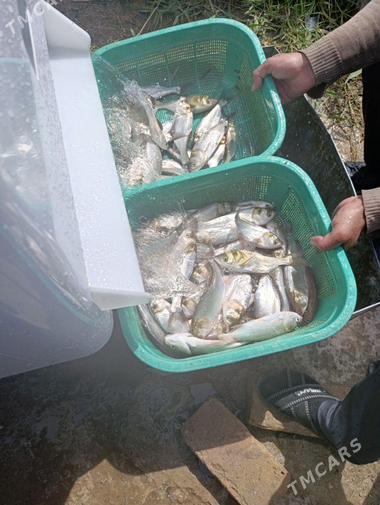 balyk malýok - Gökdepe - img 5