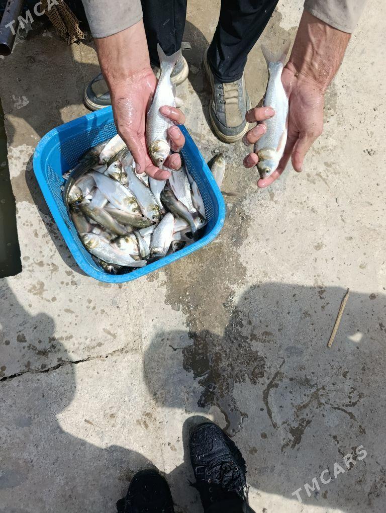 balyk malýok - Gökdepe - img 6