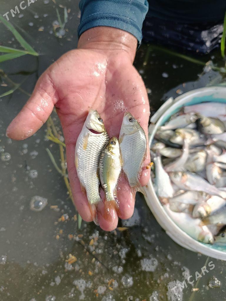 balyk malýok - Gökdepe - img 10