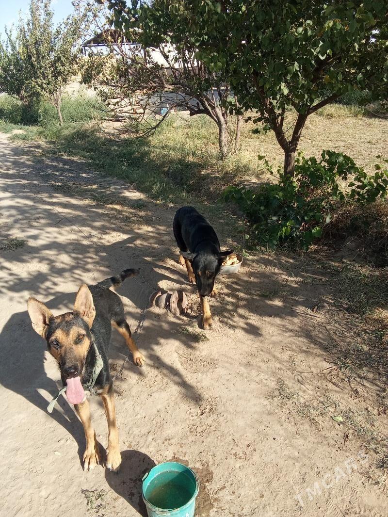 it satyan - Ýolöten - img 2