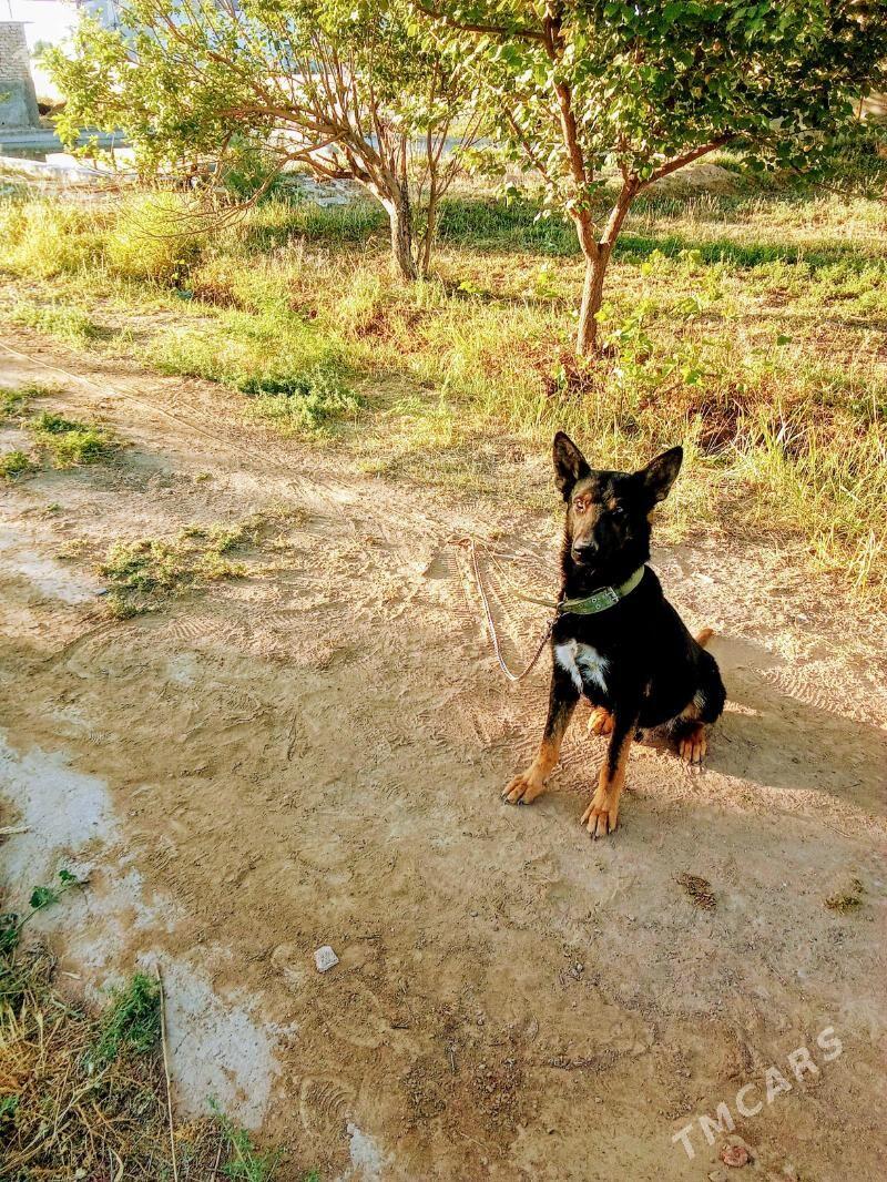 it satyan - Ýolöten - img 5