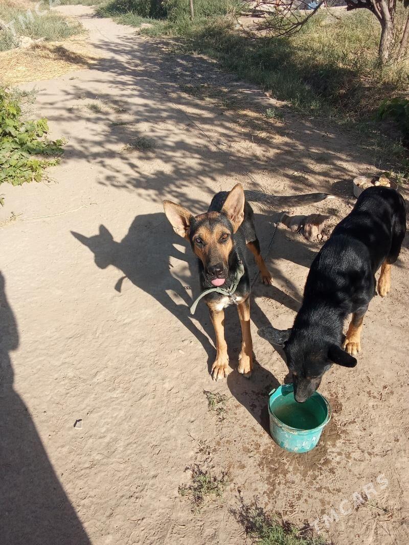 it satyan - Ýolöten - img 4