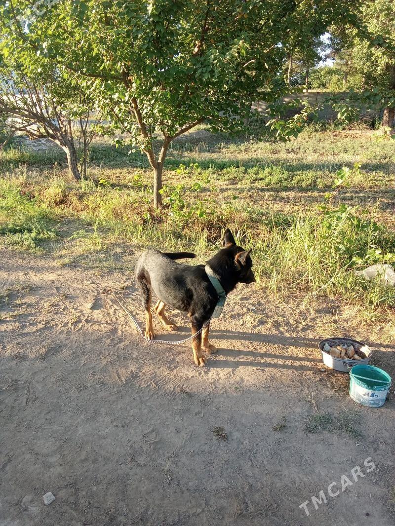 it satyan - Ýolöten - img 3