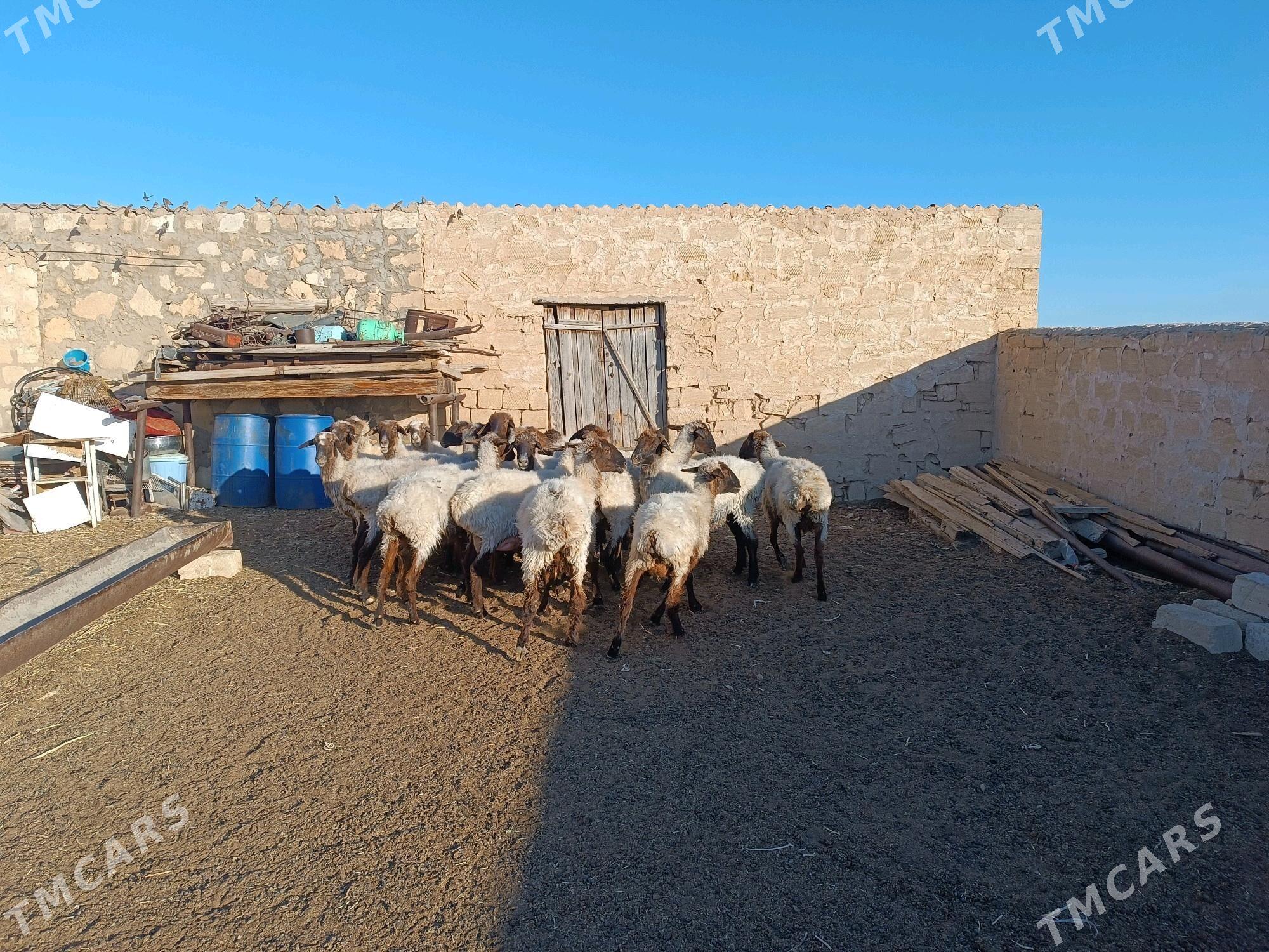 goÿun - Türkmenbaşy - img 3