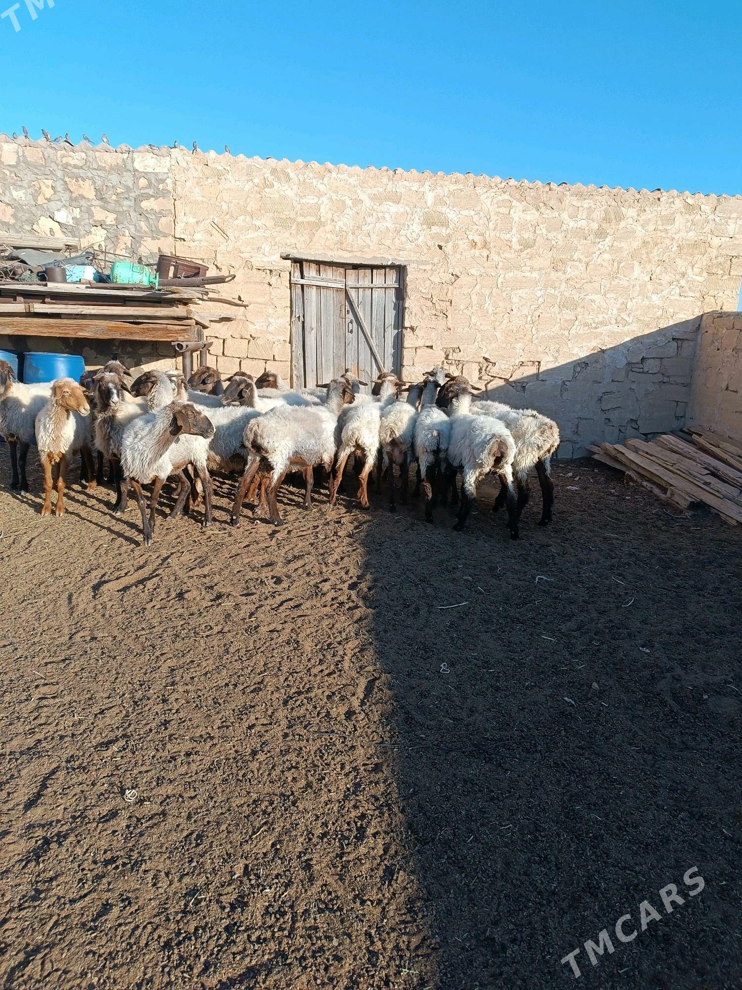 goÿun - Türkmenbaşy - img 2