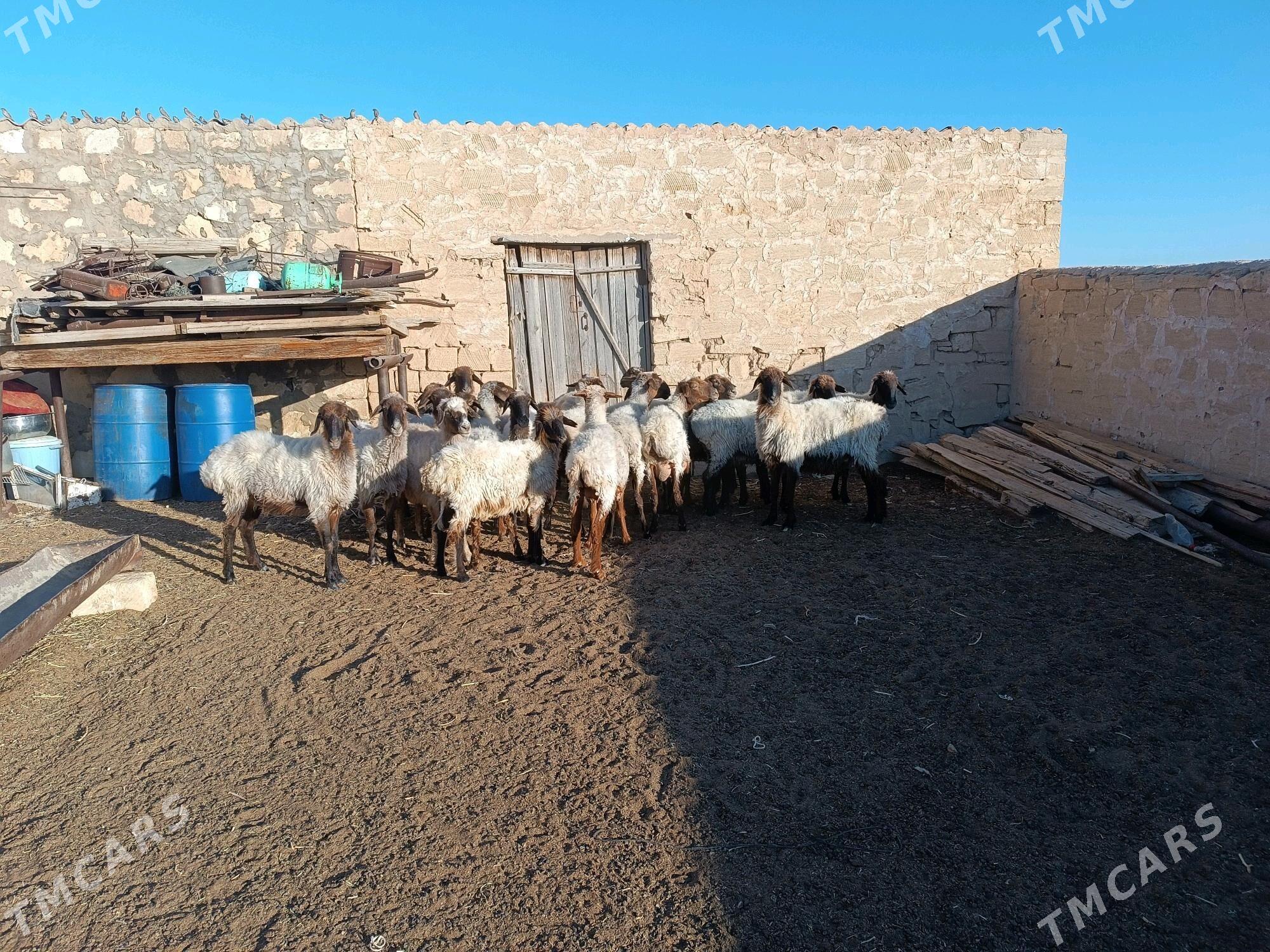 goÿun - Türkmenbaşy - img 5