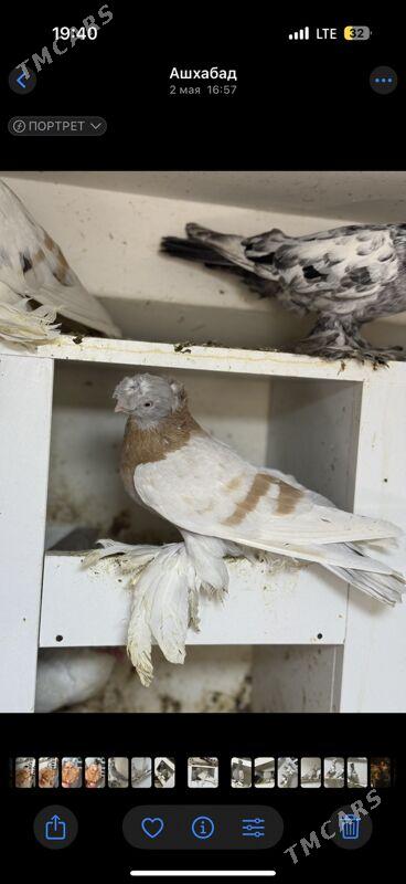 Kepderi - Ашхабад - img 2