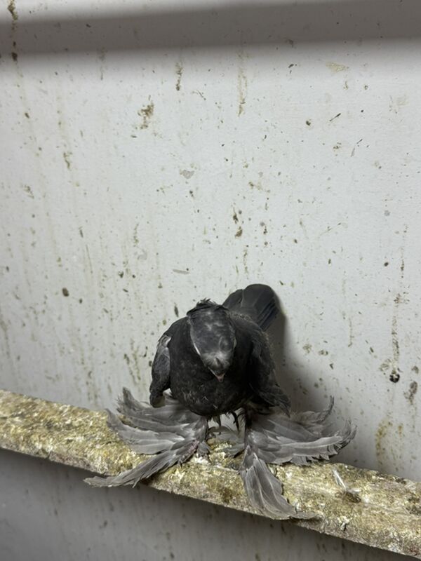 Kepderi - Ашхабад - img 3