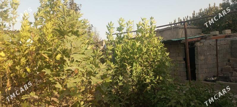 çynar - Янбаш - img 1