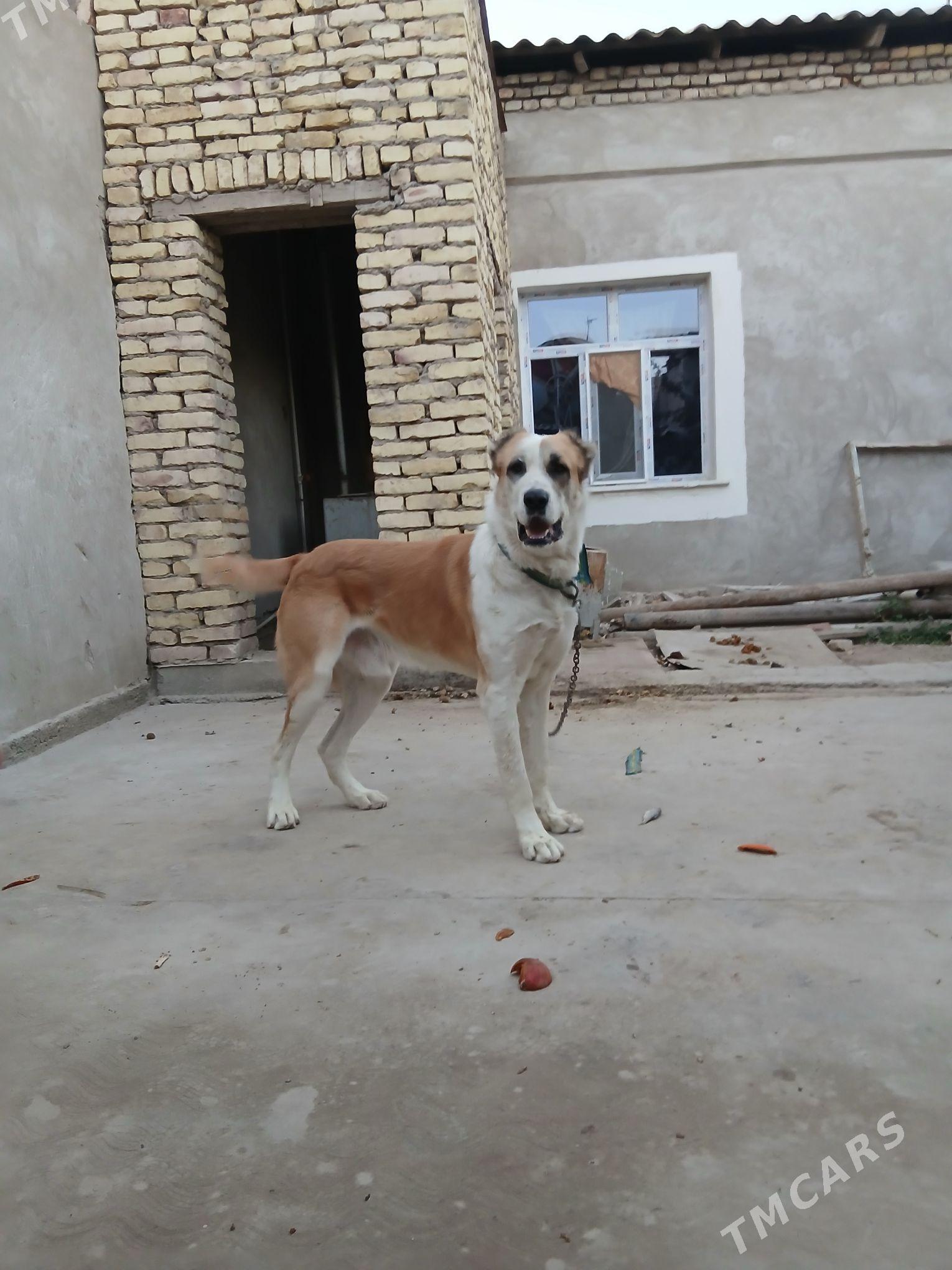 alabay it - Daşoguz - img 3