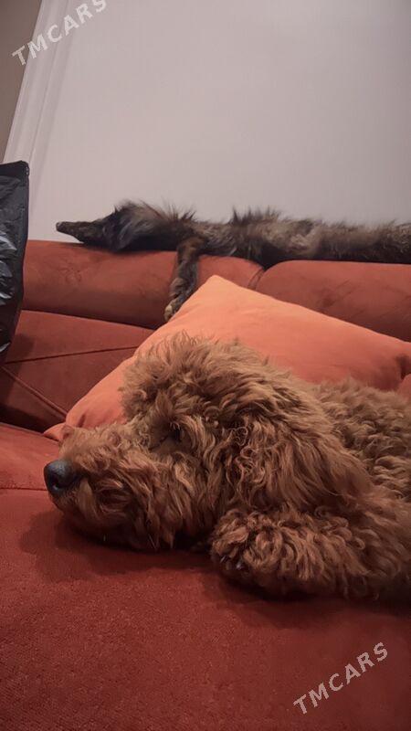 пудель - Ашхабад - img 2