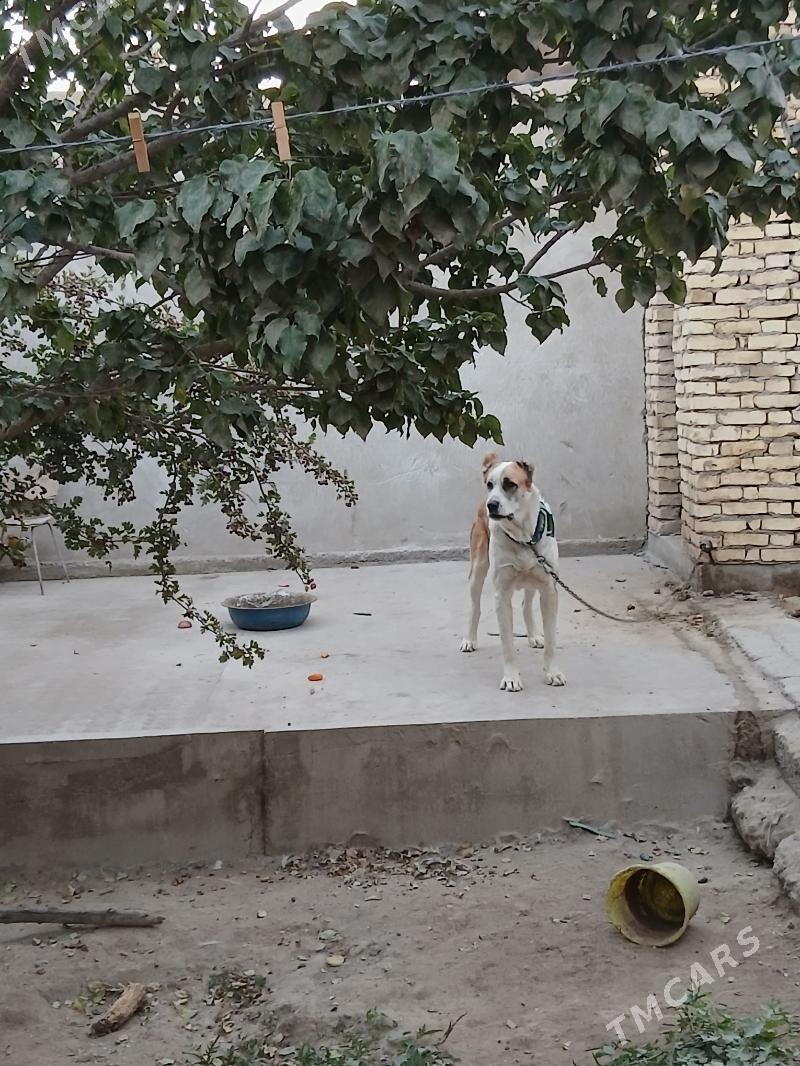 alabay it - Daşoguz - img 5