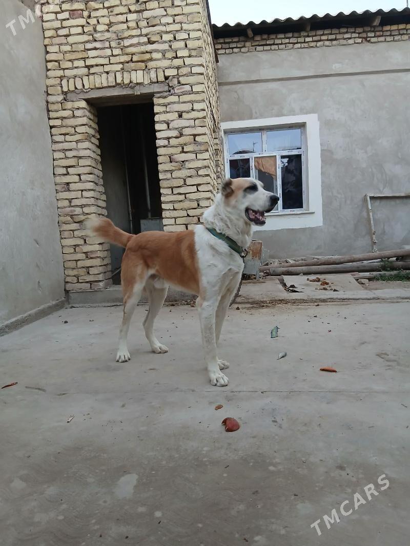 alabay it - Daşoguz - img 2