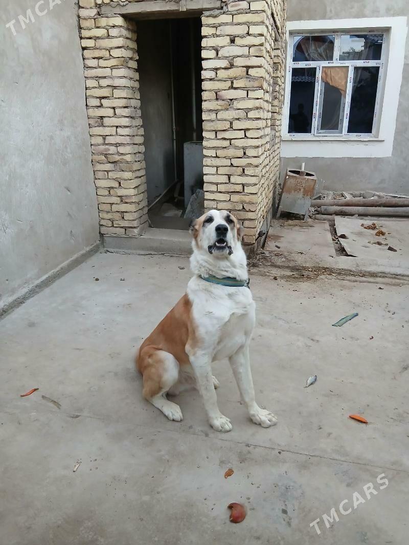 alabay it - Daşoguz - img 1