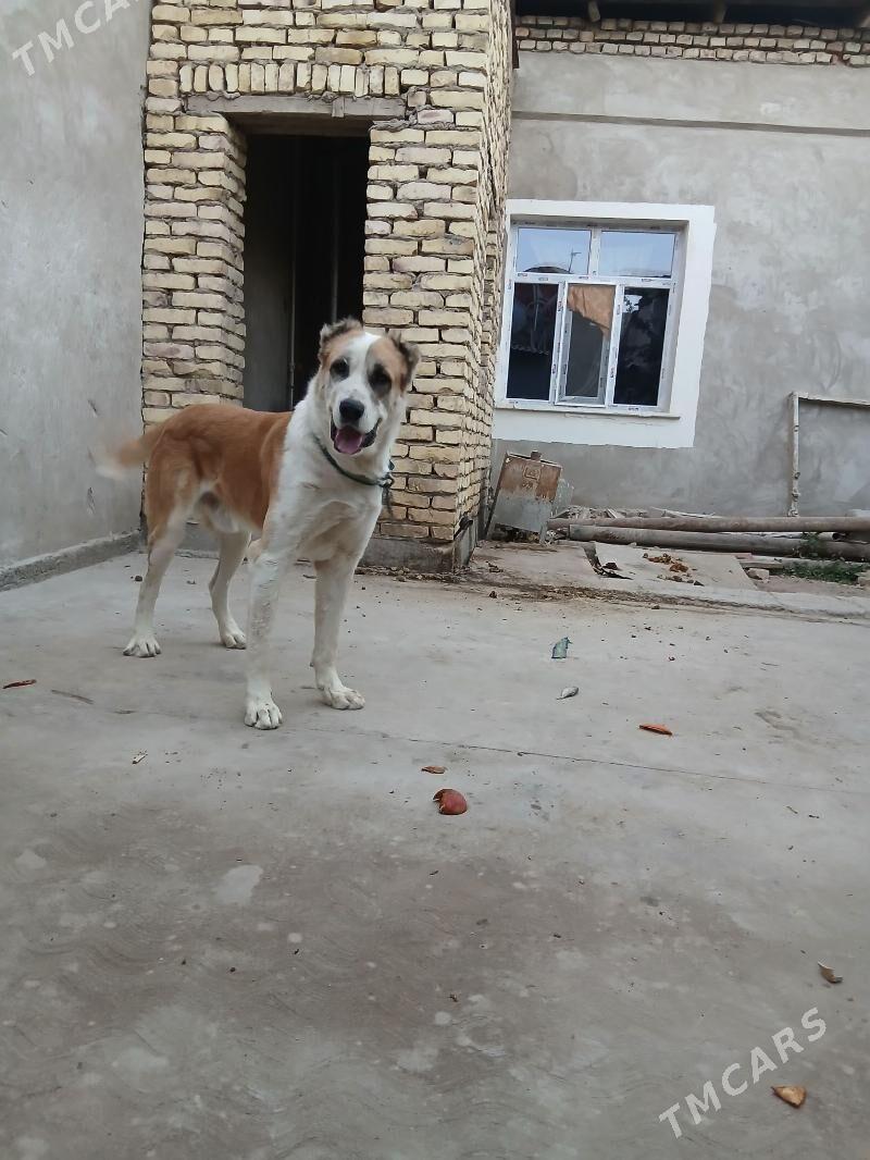 alabay it - Daşoguz - img 4