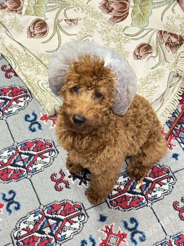 пудель - Ашхабад - img 3