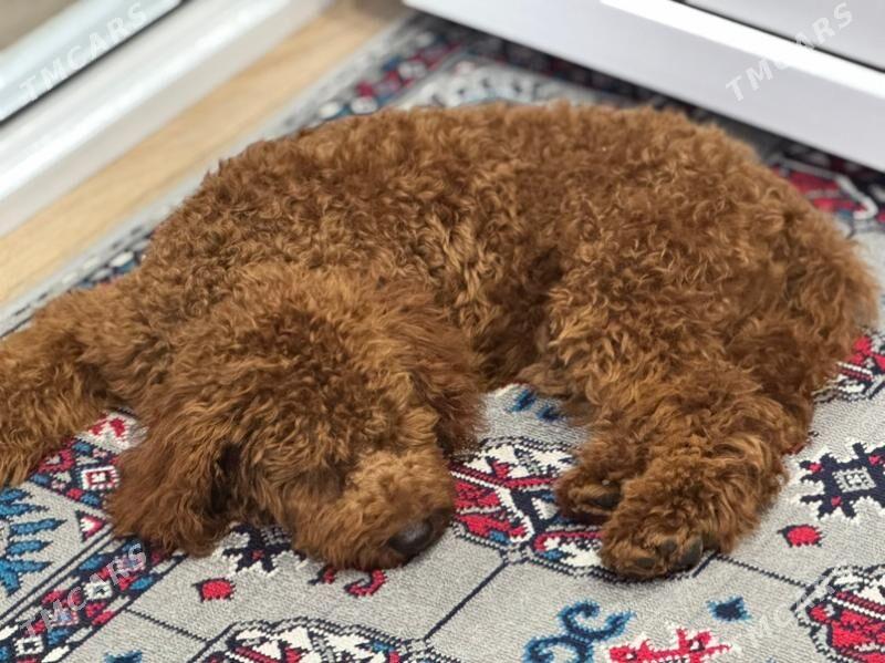 пудель - Ашхабад - img 4