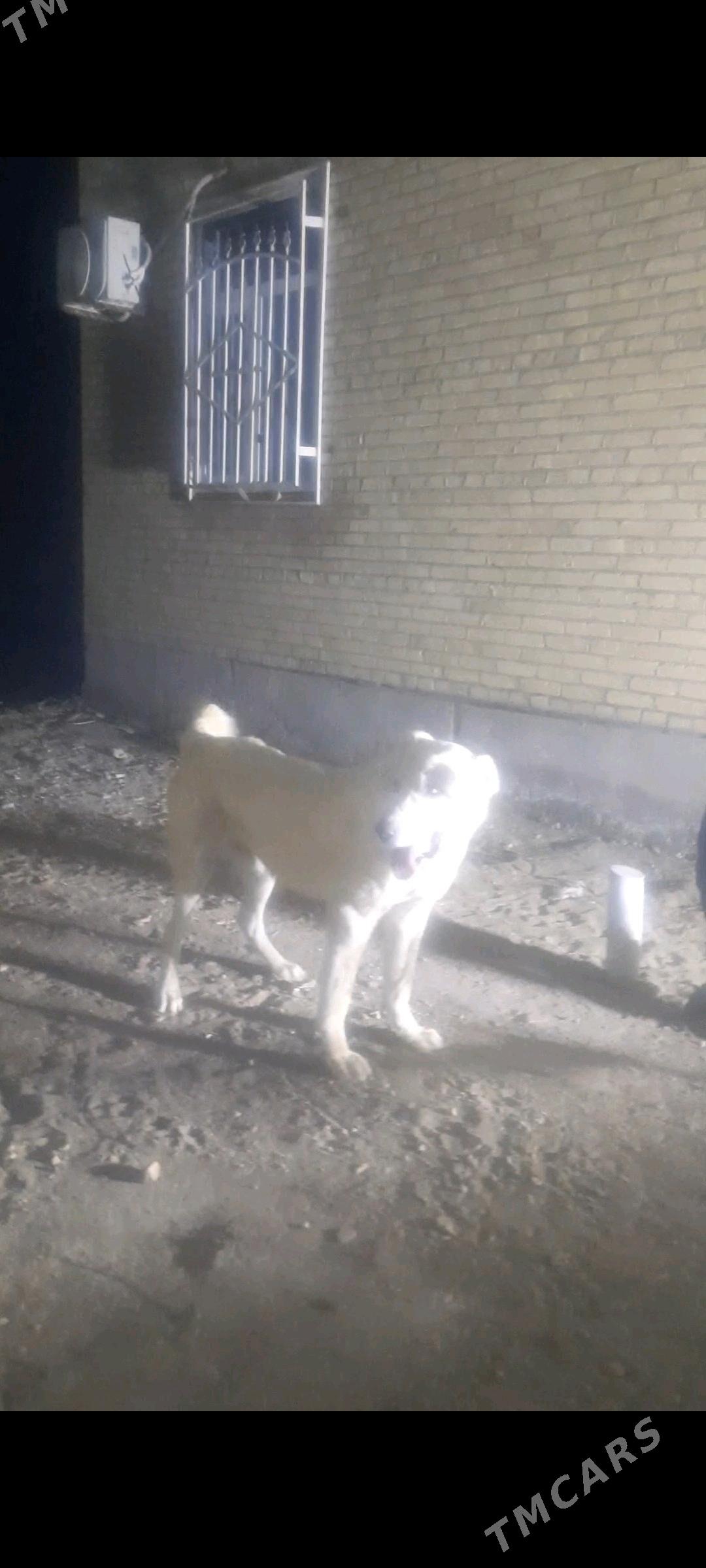 Yaman - Туркменабат - img 4