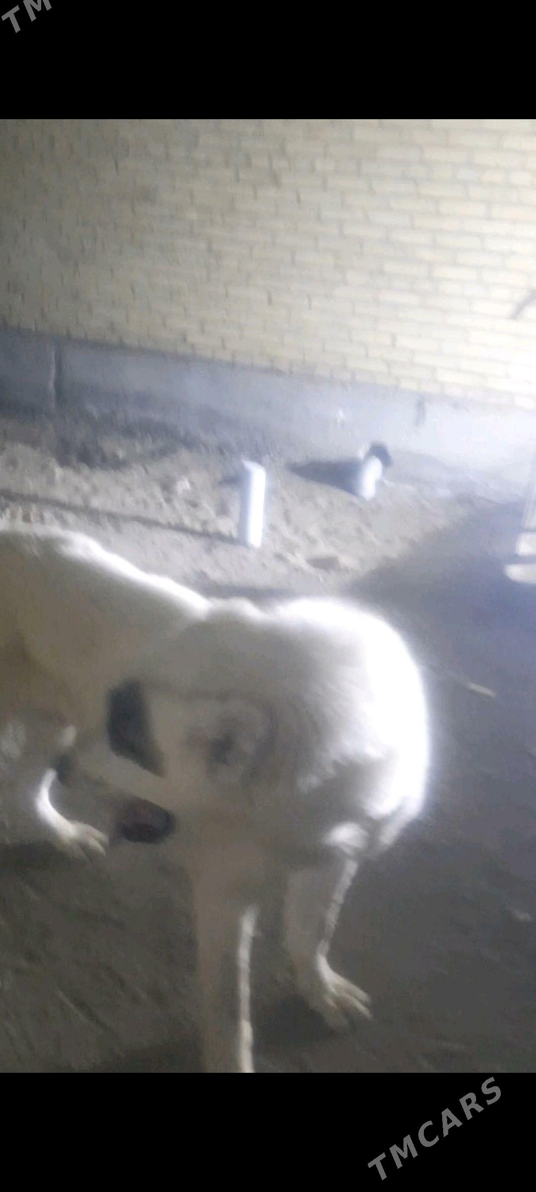 Yaman - Туркменабат - img 3