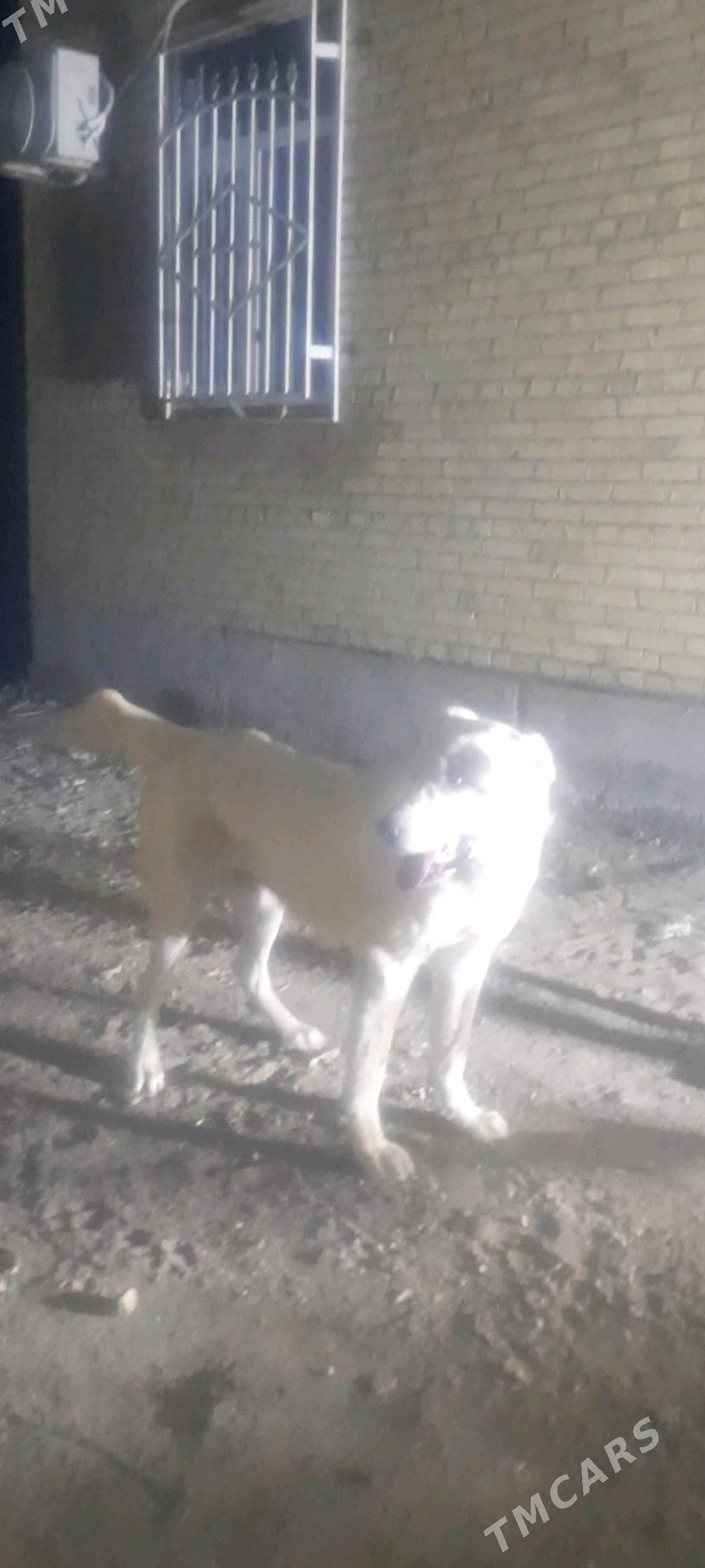 Yaman - Туркменабат - img 1