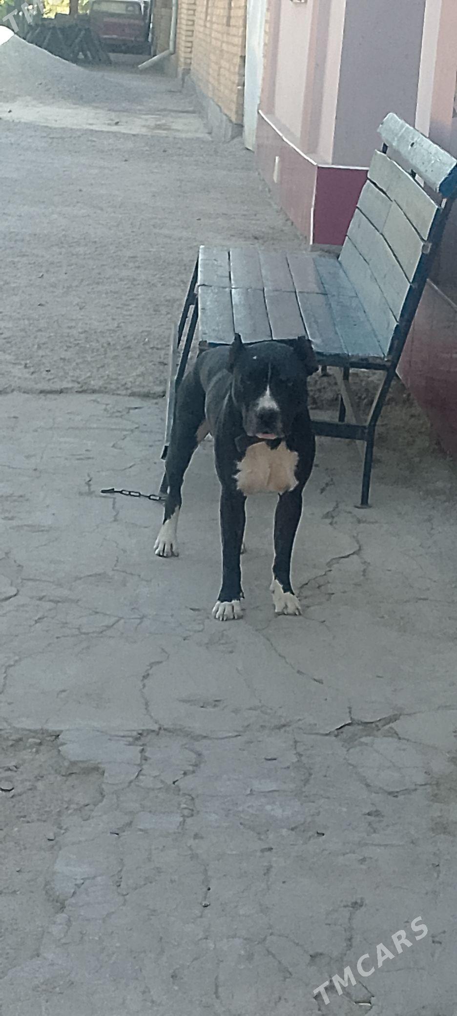 Питбуль - Чарджоу - img 1