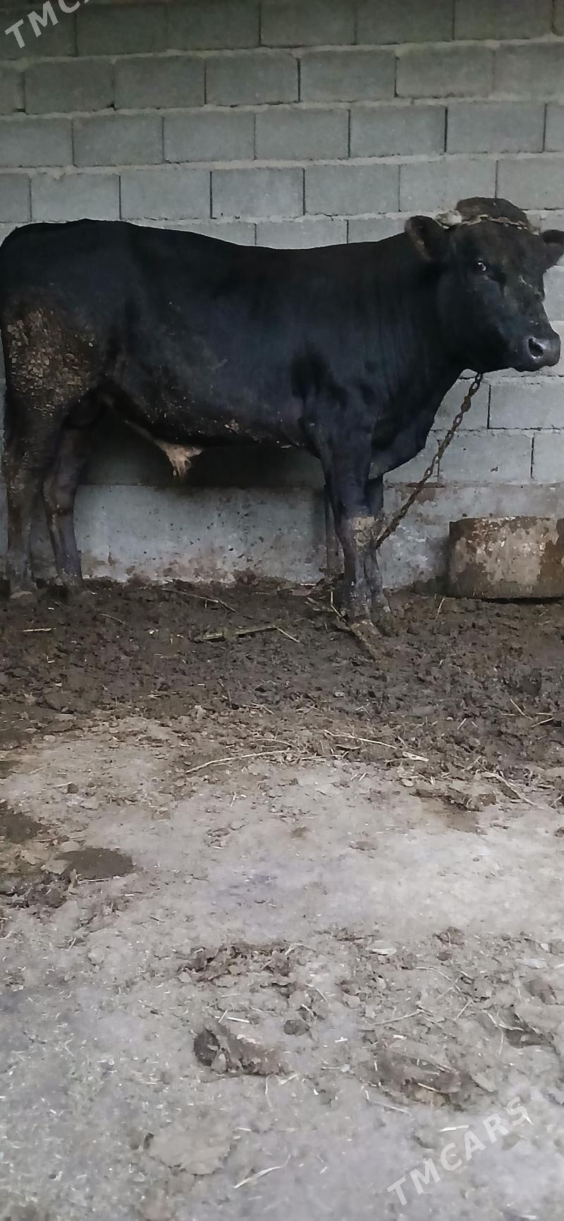 Öküz 2 ýaşa golaý - Гёкдепе - img 3