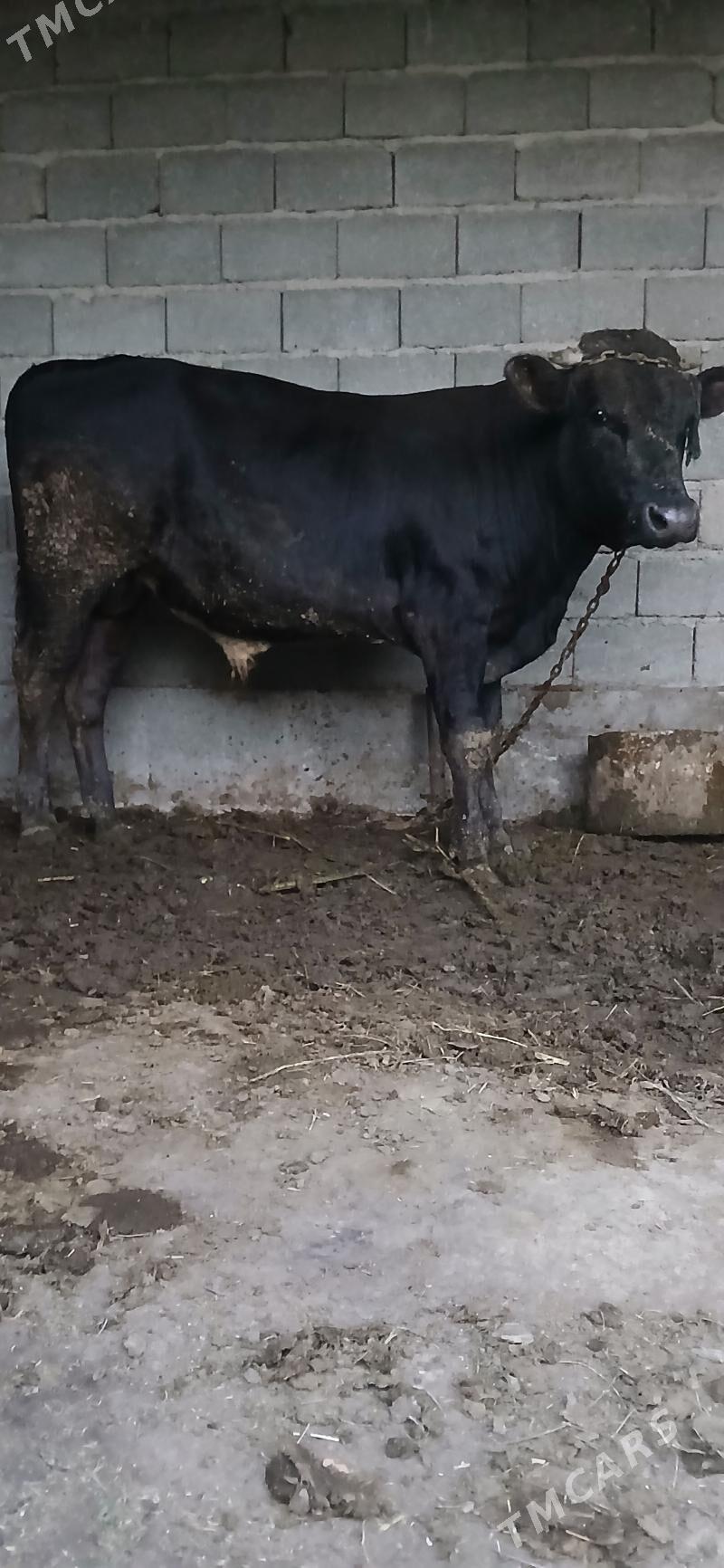 Öküz 2 ýaşa golaý - Гёкдепе - img 2