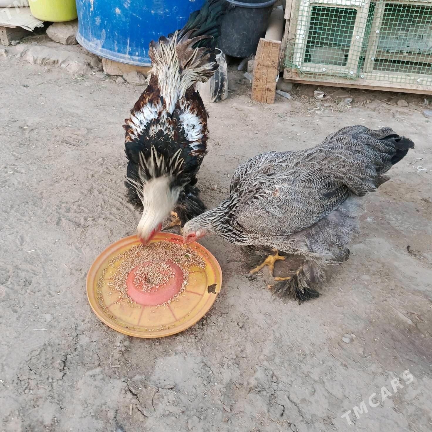 Brama towuklar - Murgap - img 2