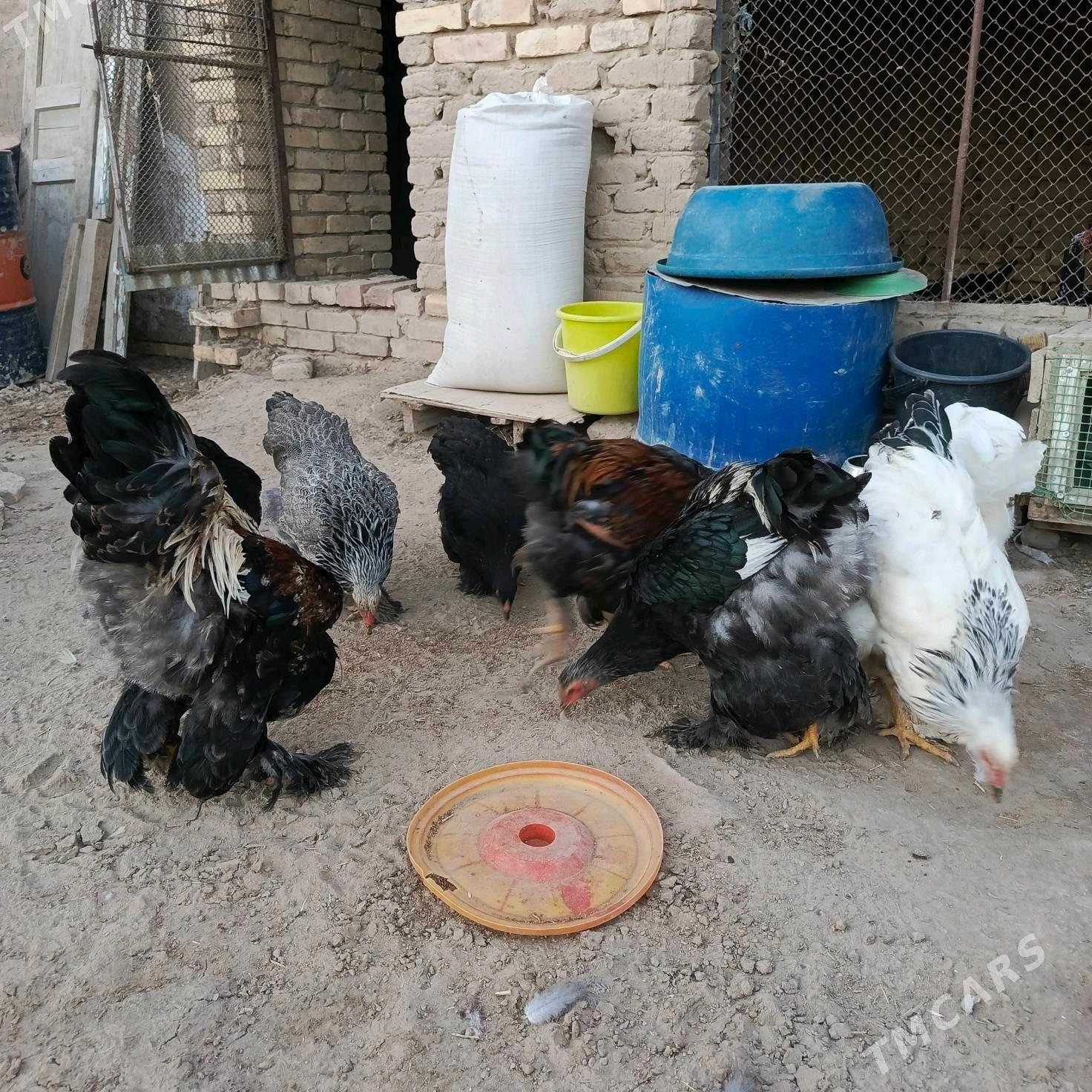 Brama towuklar - Murgap - img 3