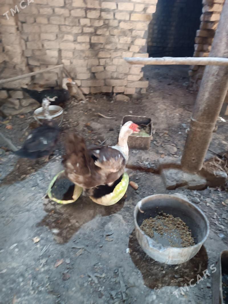 induwutka - Ёлётен - img 1