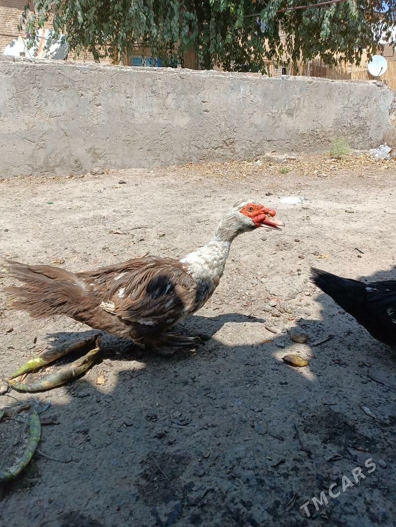 induwutka - Ёлётен - img 4