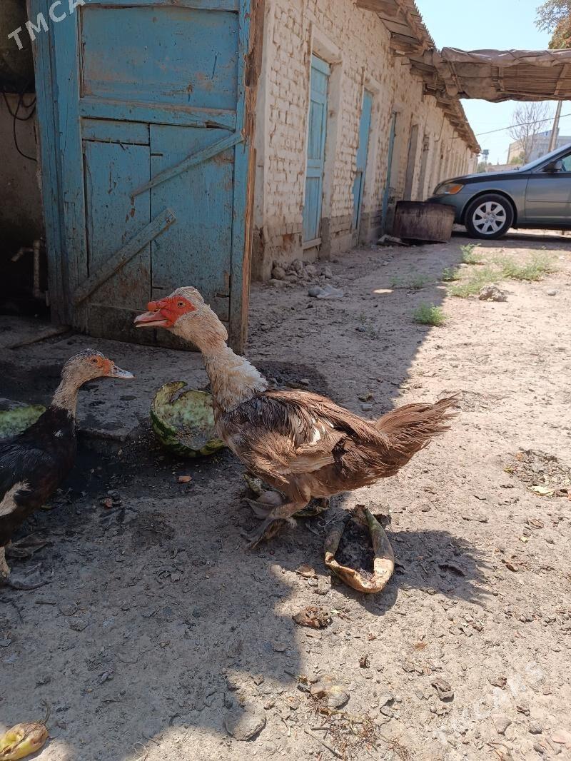 induwutka - Ёлётен - img 3