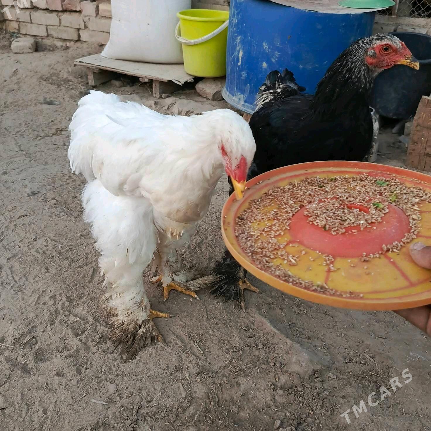 Brama towuklar - Murgap - img 4