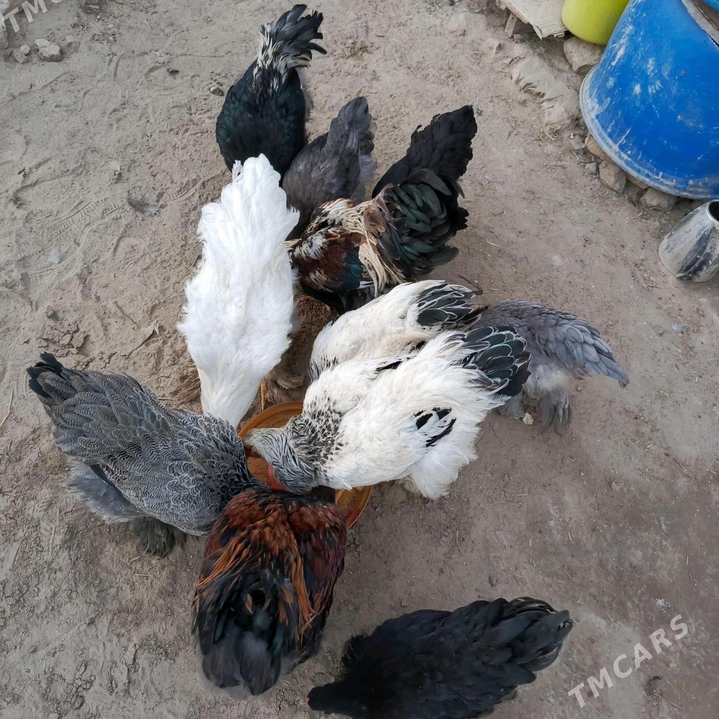 Brama towuklar - Murgap - img 6