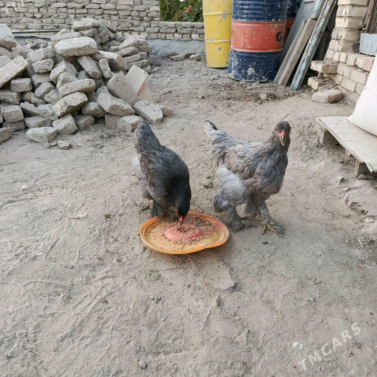 Brama towuklar - Murgap - img 8